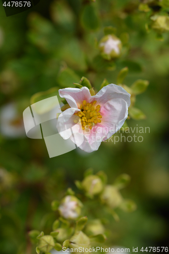 Image of Shrubby Cinquefoil Danny Boy