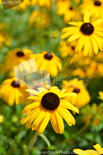 Image of Gloriosa daisy Indian Summer