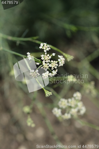 Image of Mountain cicely