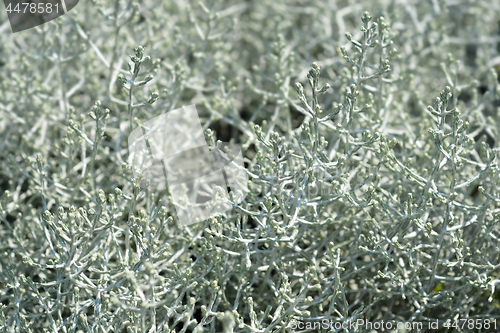 Image of silver cushion bush