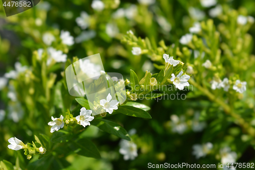 Image of White false heather