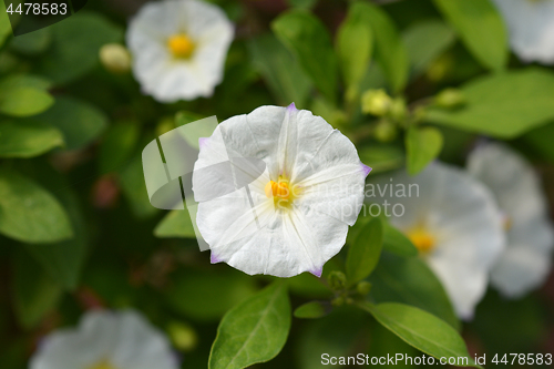 Image of White potato bush White Charles