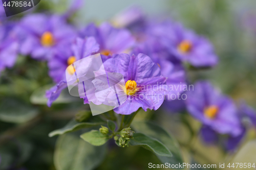 Image of Blue potato bush Blue Fountain