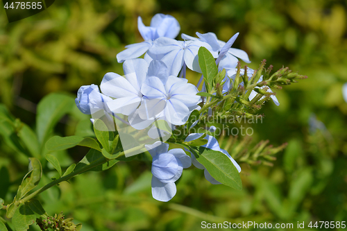 Image of Blue plumbago
