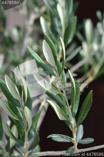 Image of Common olive