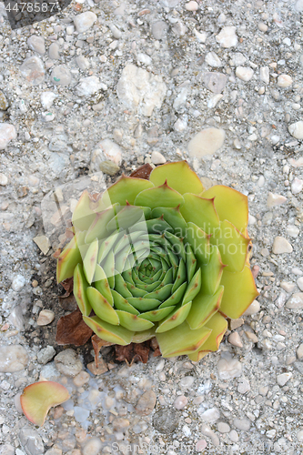 Image of Common houseleek