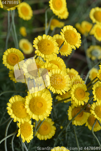 Image of Yellow chamomile Sancti-Johannis