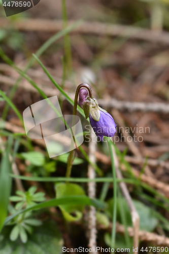Image of English violet