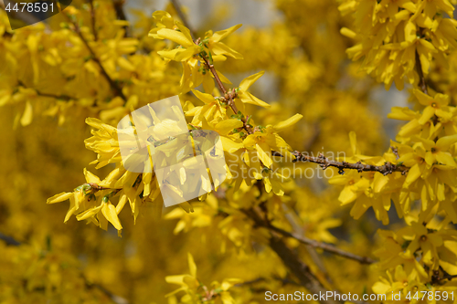 Image of Weeping forsythia