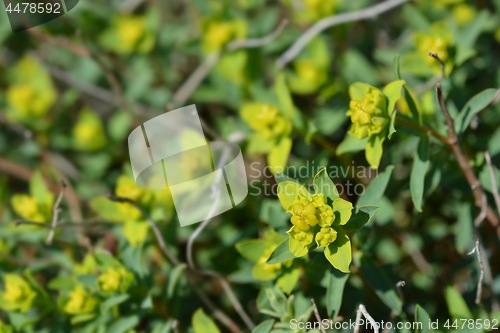 Image of Spiny spurge