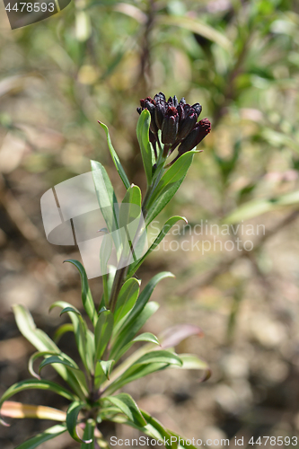 Image of Wallflower buds