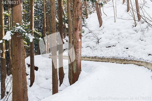 Image of snow path in winter forest, japan