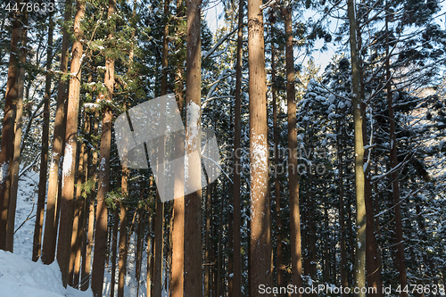 Image of winter forest in japan