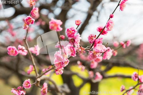 Image of close up of beautiful sakura tree blossoms at park