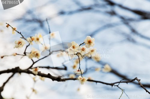 Image of close up of beautiful sakura tree blossoms