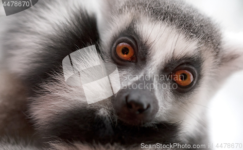 Image of Close up portrait of ring-tailed lemur