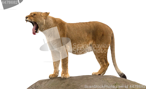 Image of Lioness standing on a rock