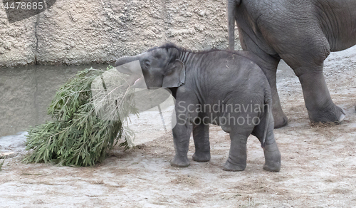 Image of Baby bull elephant with christmas tree