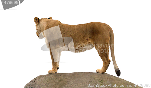 Image of Lioness standing on a rock