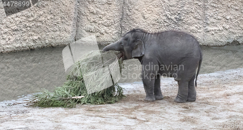 Image of Baby bull elephant with christmas tree