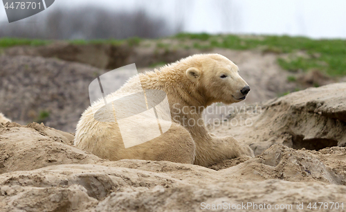 Image of Waking polar bear on the sand