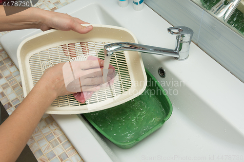 Image of The girl washes the cat tray in the sink