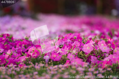 Image of Dubai miracle garden