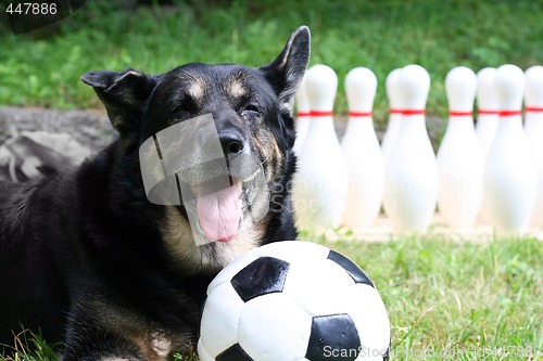 Image of Sportsdog