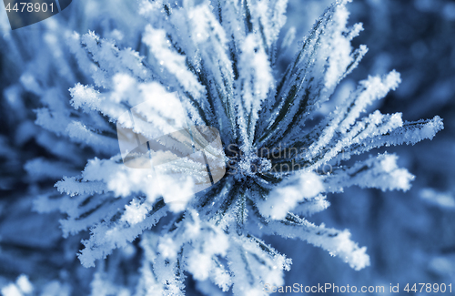 Image of Pine-tree branch covered with frost