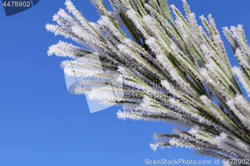 Image of Pine-tree branch covered with frost