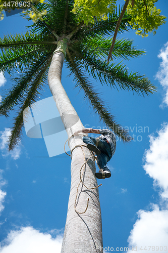 Image of Adult male climbs coconut tree to get coco nuts