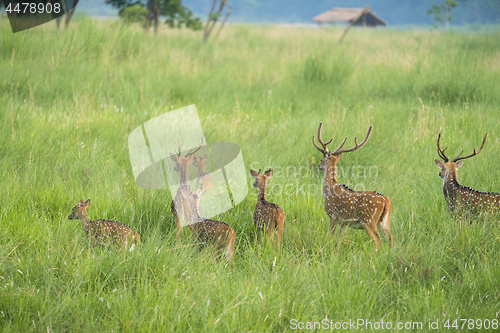 Image of Sika or spotted deers herd in the elephant grass