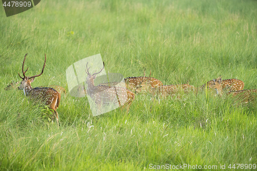 Image of Sika or spotted deers herd in the elephant grass