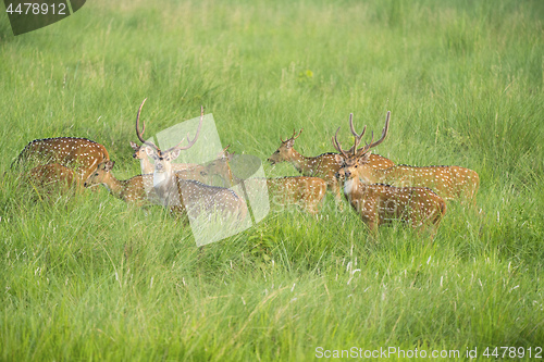 Image of Sika or spotted deers herd in the elephant grass