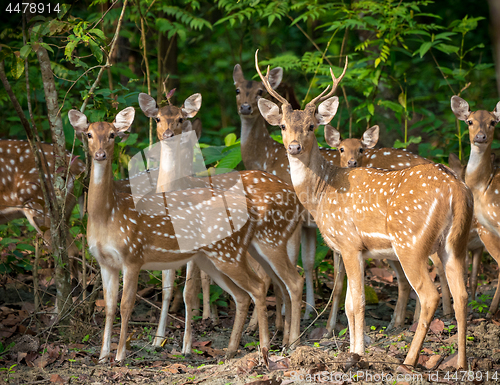 Image of Sika or spotted deers herd in the jungle