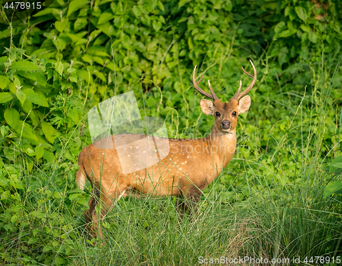 Image of spotted or sika deer in the jungle