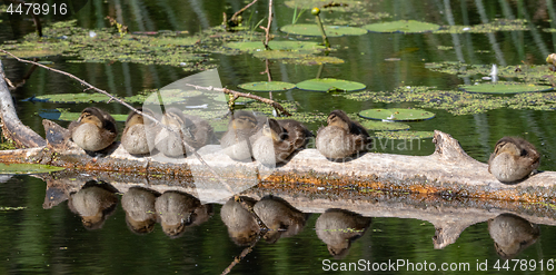 Image of Group of juvenile Mallard (Anas platyrhynchos) resting in sun