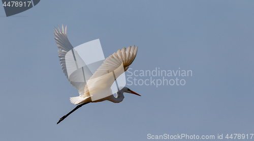 Image of Great Egret(Ardea alba) in flight