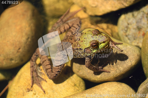 Image of American Bullfrog partly in the water 