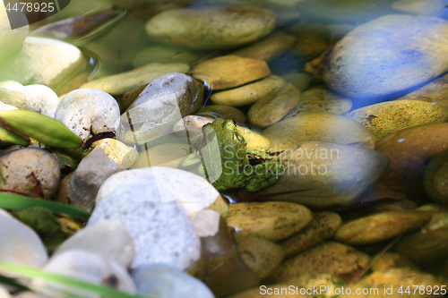 Image of Green American Bullfrog  in the water 