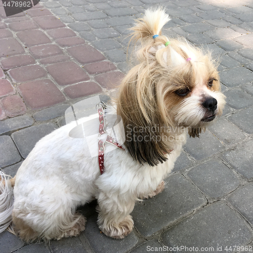 Image of Shih tzu dog