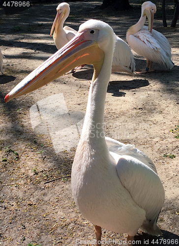 Image of Pelican