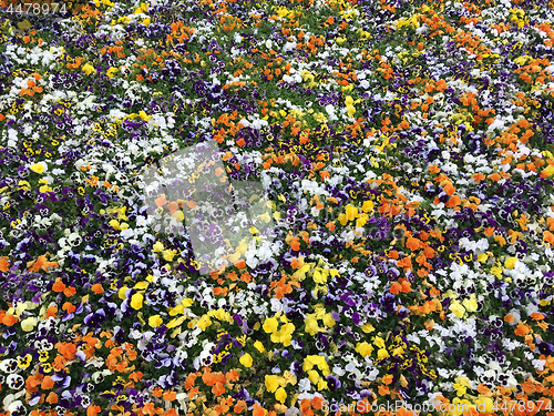 Image of Many colorful flowers