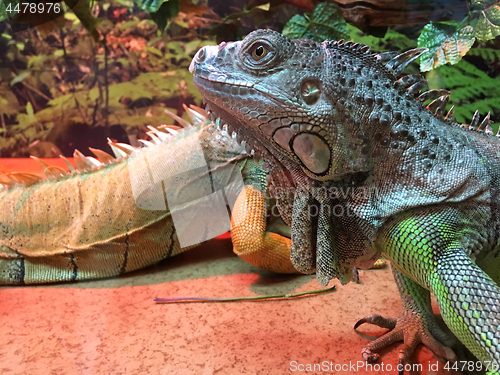 Image of Chinese Water Dragons