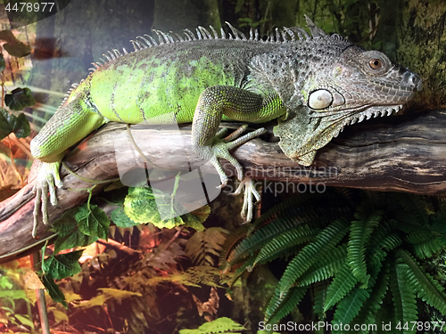 Image of Chinese Water Dragon