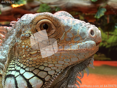 Image of Asian water dragon