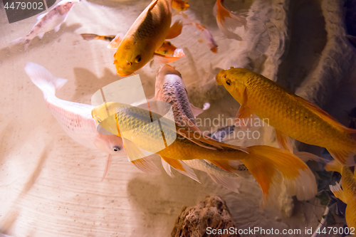 Image of aquarium with colorful fishes