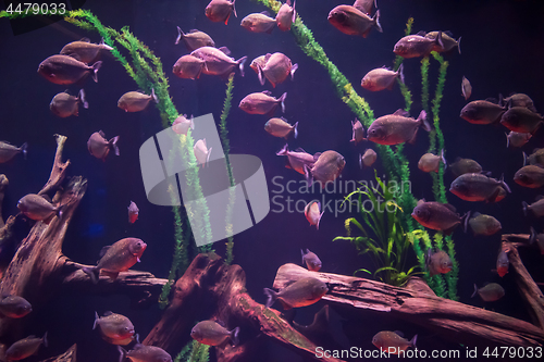 Image of aquarium with colorful fishes