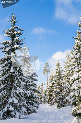 Image of The road through the beautiful coniferous snowy forest