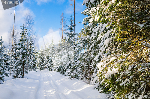 Image of The road through the beautiful coniferous snowy forest